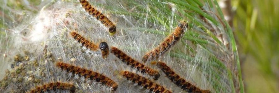 Alerte aux chenilles processionnaires !